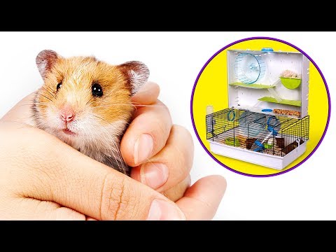 Vidéo: Les hamsters angoras sont des petits peluches dans la maison