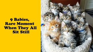 50 Of The Most Adorable Baby Animals To Ever Bless - Cute animal