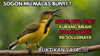 Download lagu Menaikan Birahi Dan Emosi‼️ Pancingan Sogon Agar Bunyi Gacor
