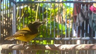 Download Lagu Burung Cikrak bambu belajar bunyi MP3