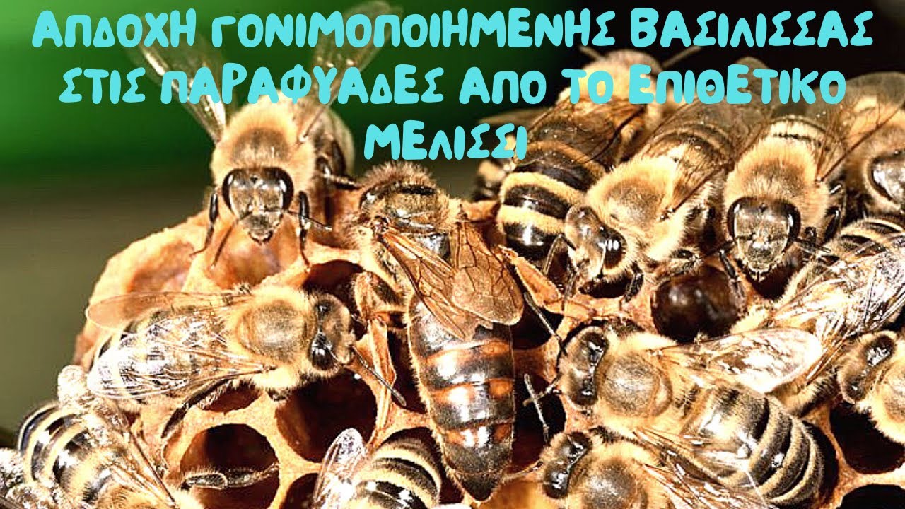 Αποδοχή γονιμοποιημένης βασίλισσας στις παραφυάδες από το επιθετικό μελίσσι