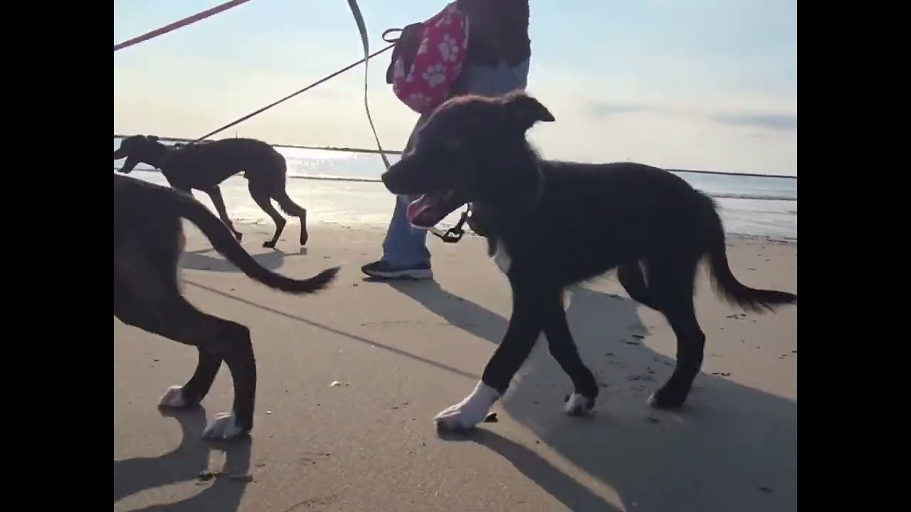 シーサイドパピーウォークイン江口浜海浜公園pawered by Genspark 2025