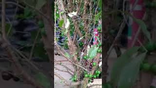 Muda De Jabuticaba J Produzindo  Fruticultura Toledo Em Vargem Grande Paulista