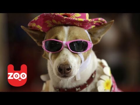 Dog Park Catwalk: How To Outfit Your Pet In Louis Vuitton, Goyard & Hermès