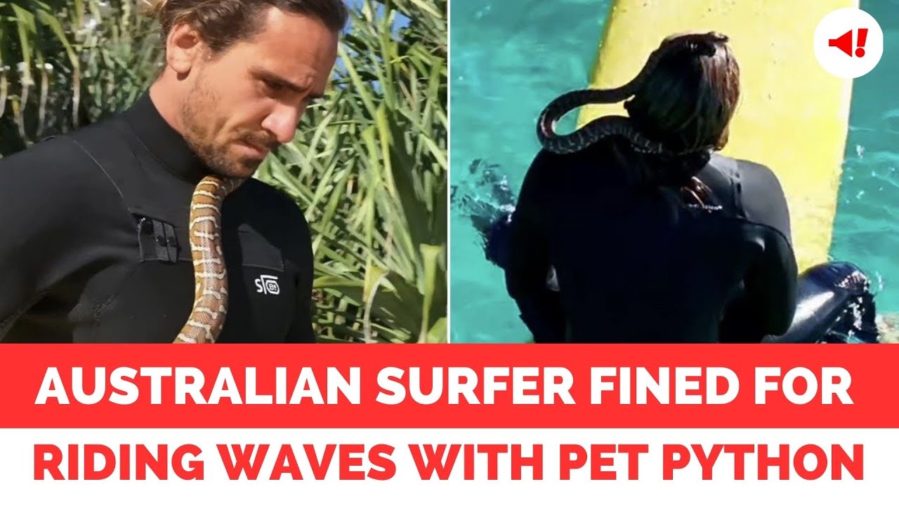 Australian Surfer Fined $1,500 for Riding Waves with Pet Python at Gold Coast Beach