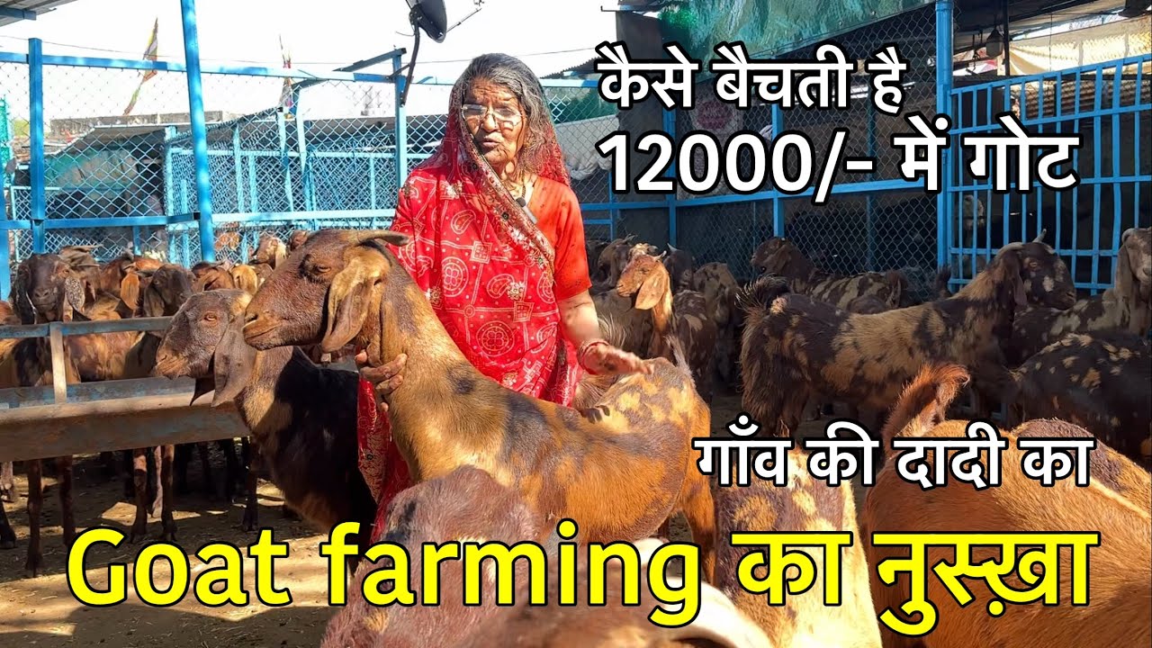 गाँव की दादी का goat farming का नुस्ख़ा | 100% काम करने वाला | visit toshik goat farm 9828643308