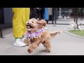 Puppy Throws First Birthday Party At Dog Park