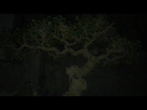 Lâu Không Về,Cây Tùng Trực Đổ Bật Gốc Lúc Nào Không Biết - YouTube