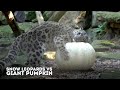 Do Snow Leopards Like GIANT Pumpkins?