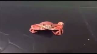 Oh yeah mr crabs Earrape