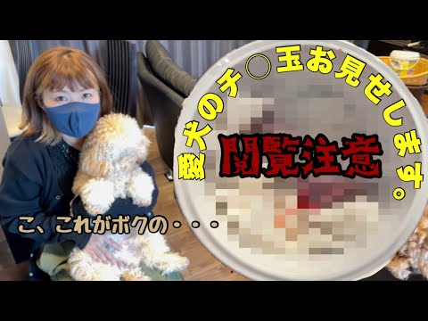 閲覧注意 トイプードル 本編モザイク無し Youtube