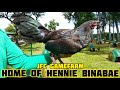 Home of hennie binabae  jfc gamefarm  balatong pulilan philippines