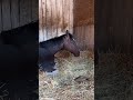 Just a horse watching YouTube on YouTube. #kentuckyderby