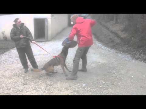 Chien malinois adulte débourrage pour la sécurité - YouTube Chien malinois adulte débourrage pour la sécurité - YouTube