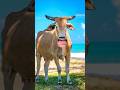 Ref:mlDFJAOlnj4 Amba #amba #cowvideos
