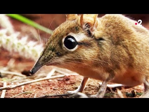 Vidéo: Le Plus Petit Mammifère Sur Terre Est Une Musaraigne