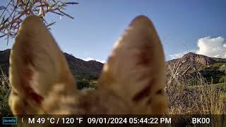 Coyote Sniffing My Trail Cam -- Arizona
