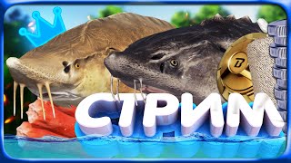 картинка: РР4 СТРИМ • ОХОТА за ТРОФЕЯМИ и ФАРМ на ОСЕТРАХ + НОРВЕЖСКОЕ МОРЕ!
