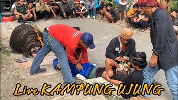 KUCINGAN Live KAMPUNG UJUNG || MUNCUL BUDOYO BERAN LOR