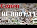 Canon 800 f/11 • Bird Photography at HBSP   4K