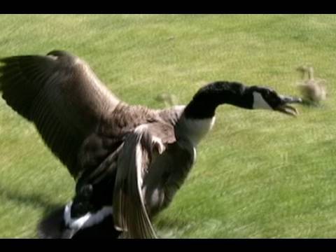 GEESE vs OLD MAN (yto 7/358)