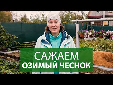 ОЗИМЫЙ ЧЕСНОК | правила посадки чеснока на зиму