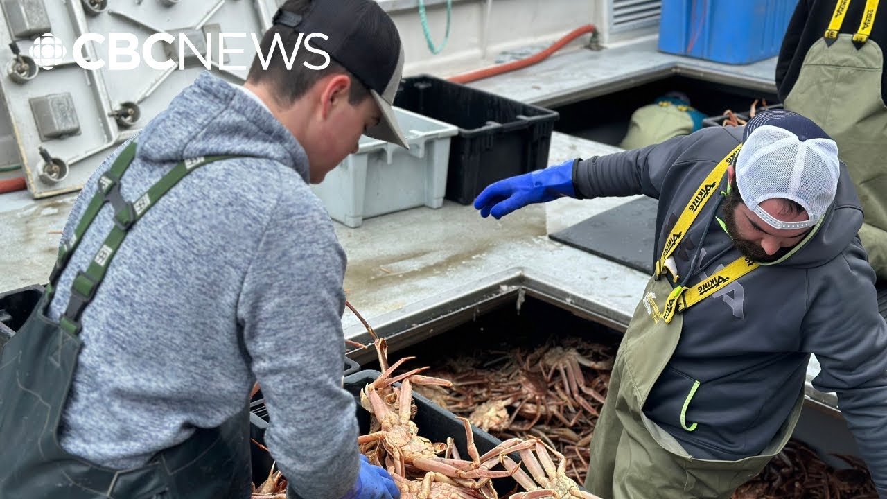 P.E.I. snow crab fishery faces deep cuts in catches as U.S. tariffs loom