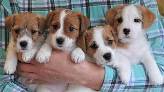 видео: Щенки 6 недель / Щенки Джек рассел терьера картинка: Щенки 6 недель / Щенки Джек рассел терьера