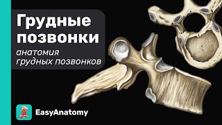 Анатомия грудных позвонков. Особенности строения | Easy Anatomy