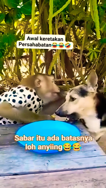 kesabaran ada btasnya anying🤣 #funny #memes #comedy #kutipanchannel93 #anjinglucu #guguklucu #shorts