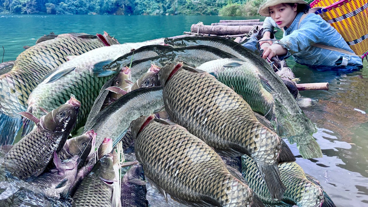 Traditional fishing skill - Single mother catches giant fish with ...