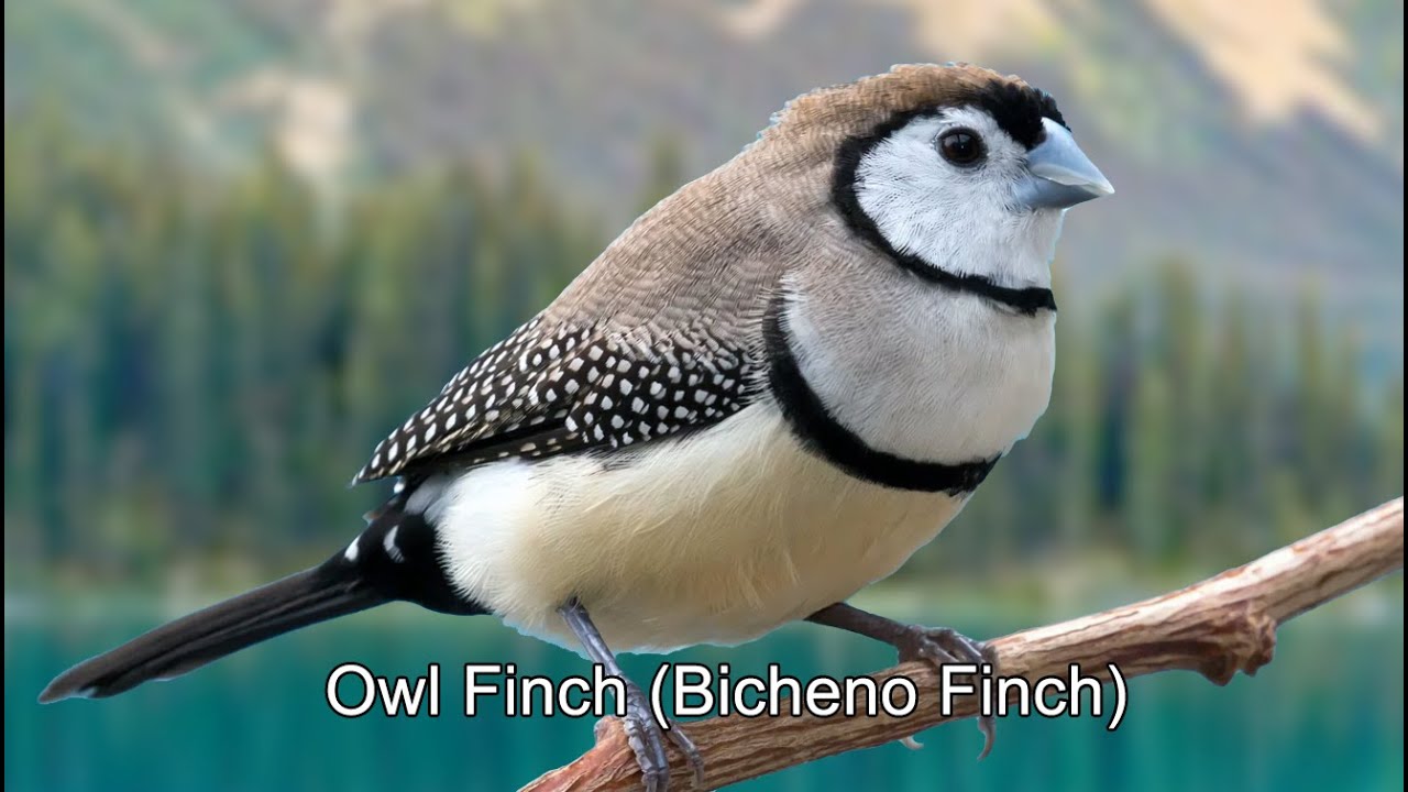 Virtual Bird Watch 06 - Owl Finches to relax the mind  ASMR