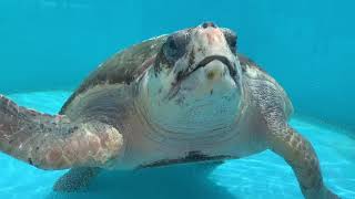 Go Blue Awards Featuring National Geographic Photographer Joel Sartore