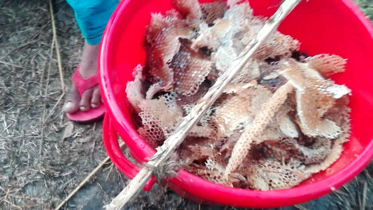 সুন্দরবনের মধু সংগ্রহ। Tasmaan Honey