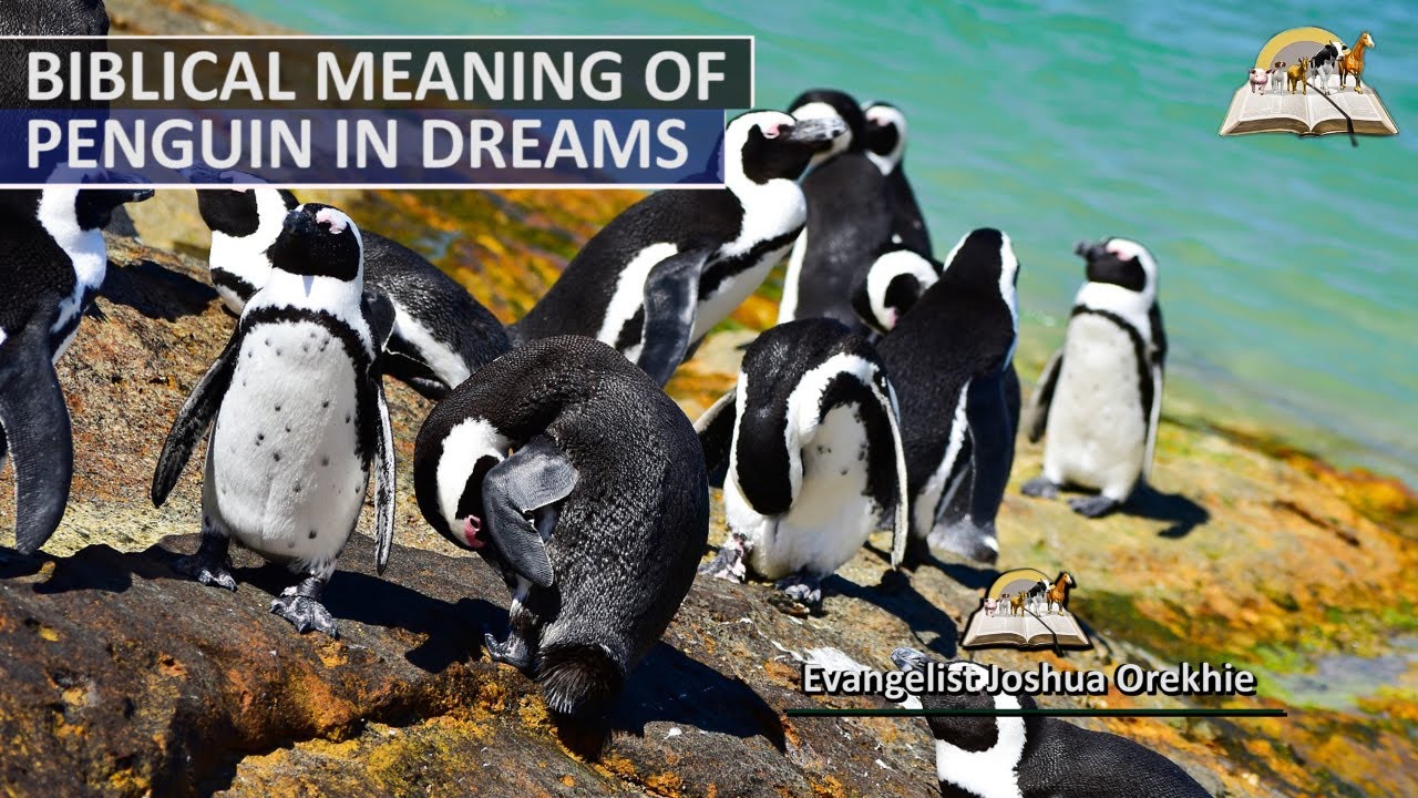 Biblical Meaning of PENGUIN in Dream Dreaming About Penguins YouTube
