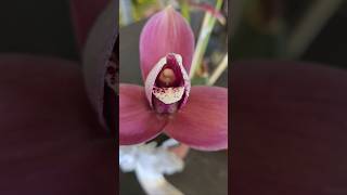 Lycaste orchid Lycaste orchid