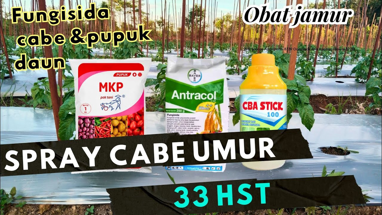 SPRAY CABE UMUR 33 HST 