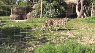 Gepard In Zoo Basel
