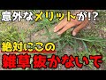 【悪いものばかりじゃない！】抜かなくてもいい雑草3選を紹介します。【家庭菜園】