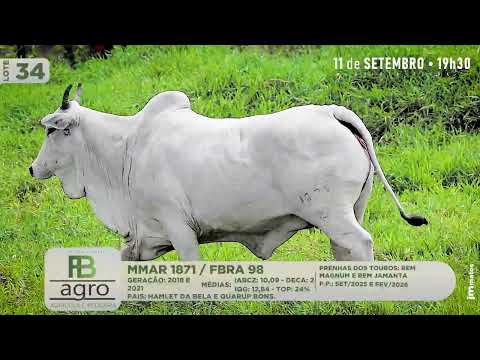 LOTE 34   MMAR 1871, FBRA 98