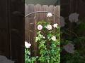 Morning rain on my backyard roses.