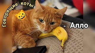 Говорящие Коты 🤪 Самые Смешные Коты И Собаки 🐱🐶 Приколы С Животными 😀 Talking Cats 😻