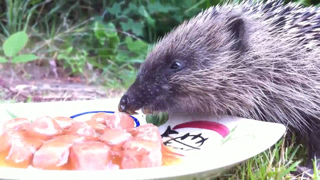 Hedgehog HD from iPhone4