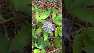 Passion flower #foraging#Flowers #Plants #Wildlife #Hiking #Garden #Nature #YouTube #YouTubeChannel