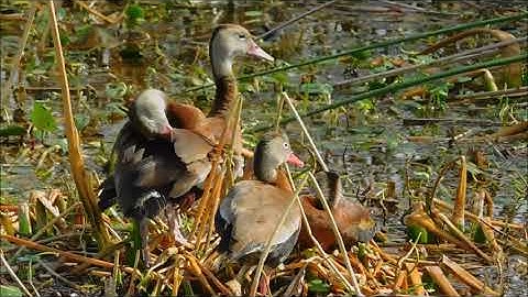 Black-bellied Whistling duck in flight and up-close photos when several landed 20 feet away.