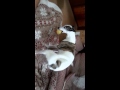 おもちゃで遊ぶぱきんこ