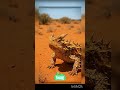Unique australian animals #science #shorts