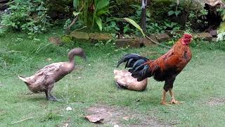 Ayam dan bebek