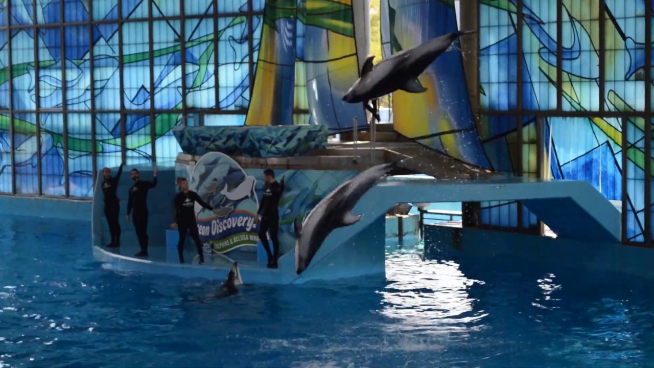Ocean Discovery SeaWorld San Antonio Dolphin Show (8/5/2019) (Second ...