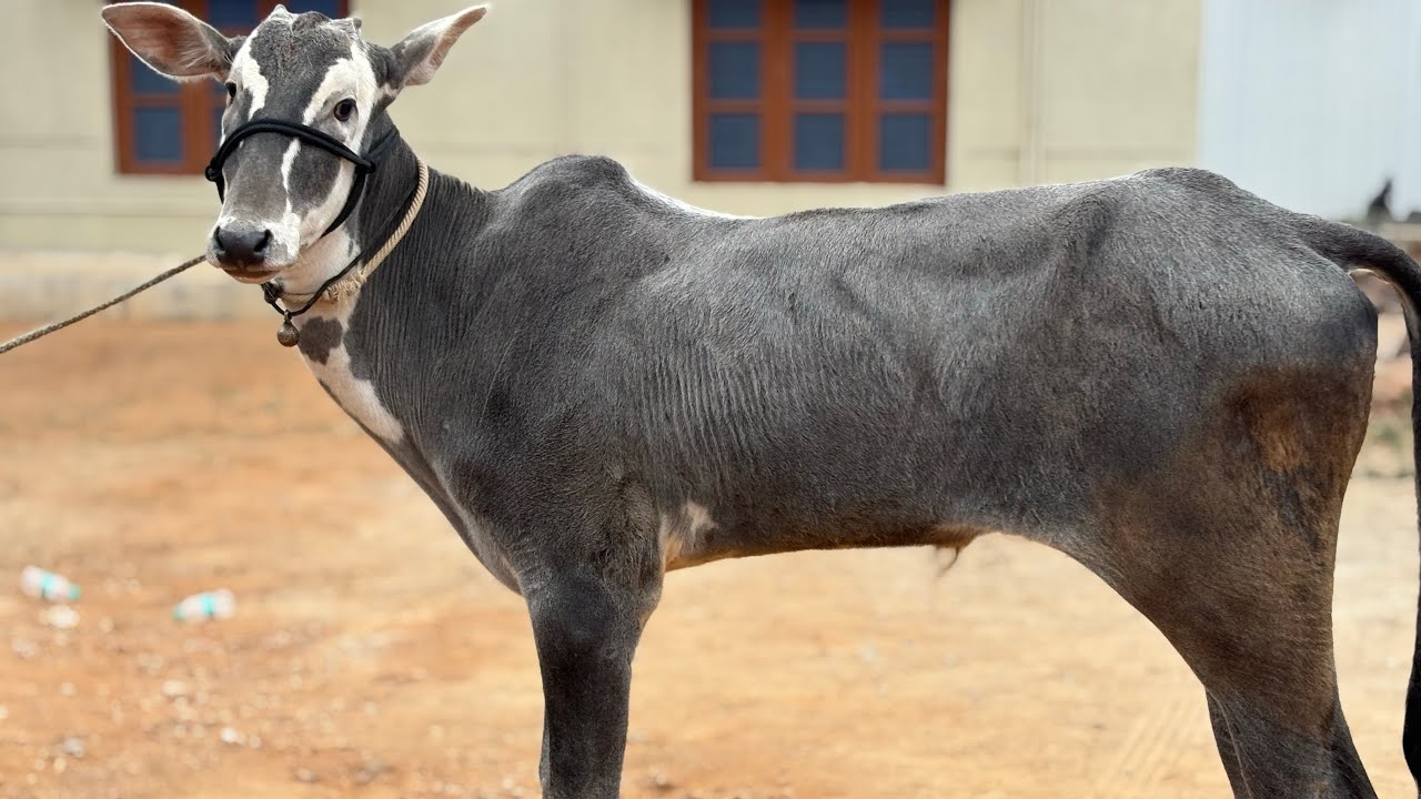 Чудесный теленок Халликар, сын племенного быка Раджа.